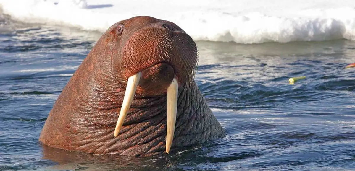 walrus with long tusks in arctic ocean