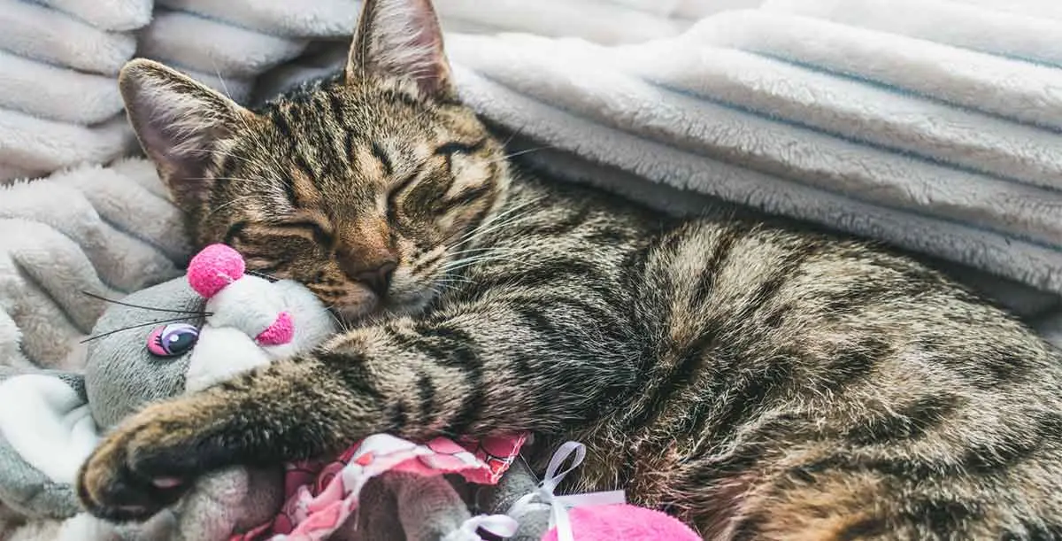 striped cat cuddling toy