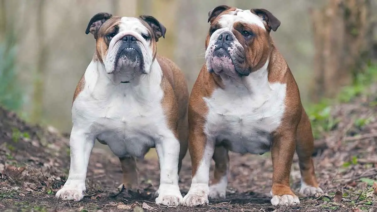 two bulldogs in woods