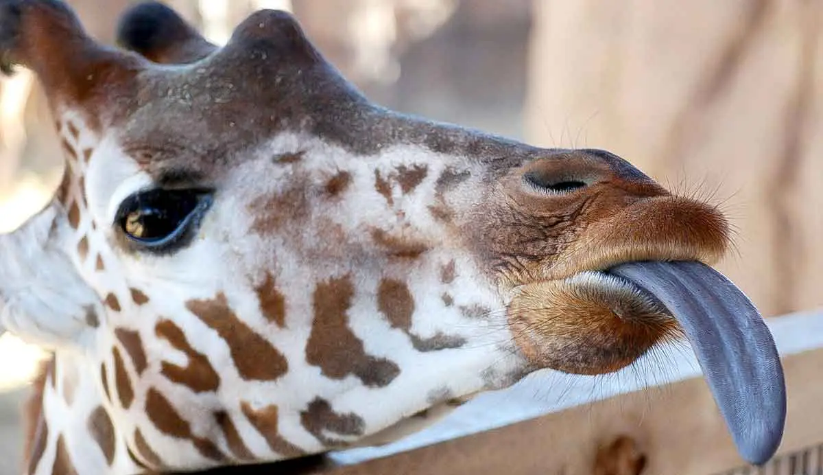 giraffe licking out its tongue