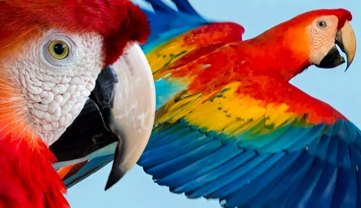 facts about scarlet macaws