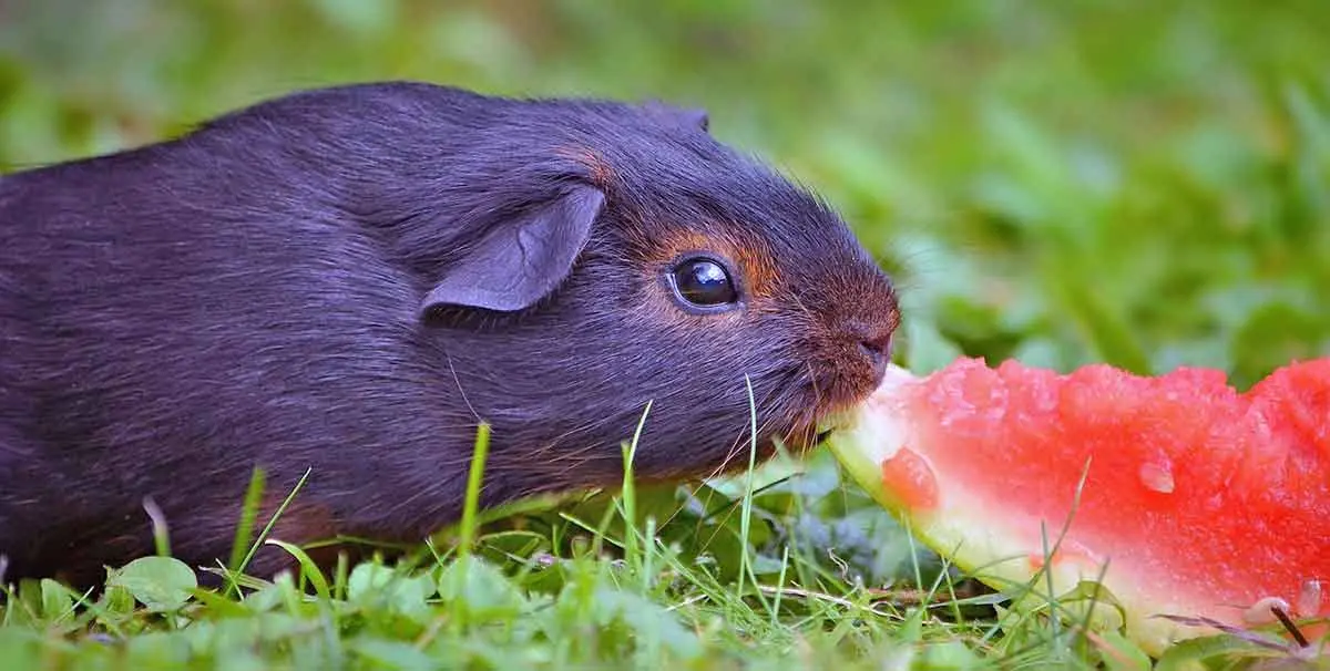 Guinea pig eating watermelon