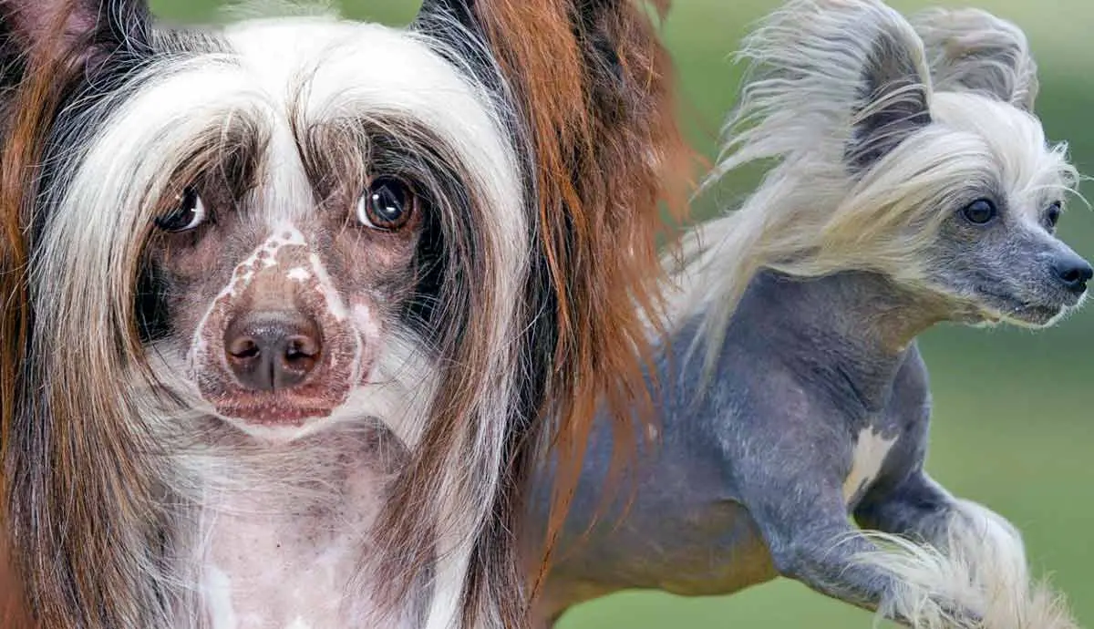 facts chinese crested dog