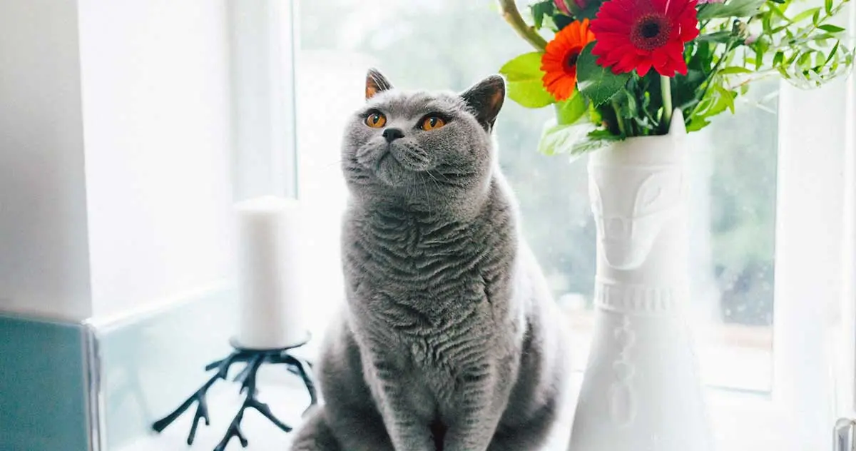 grey cat sitting next to flowers