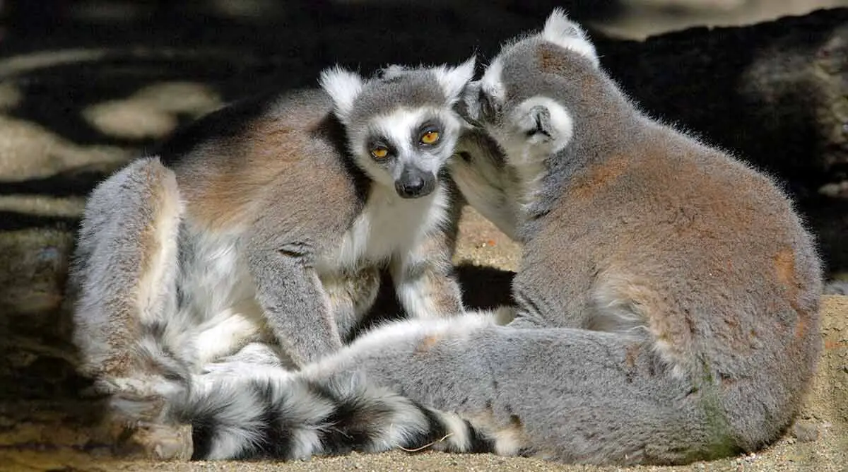 ringtailed lemurs grooming each other