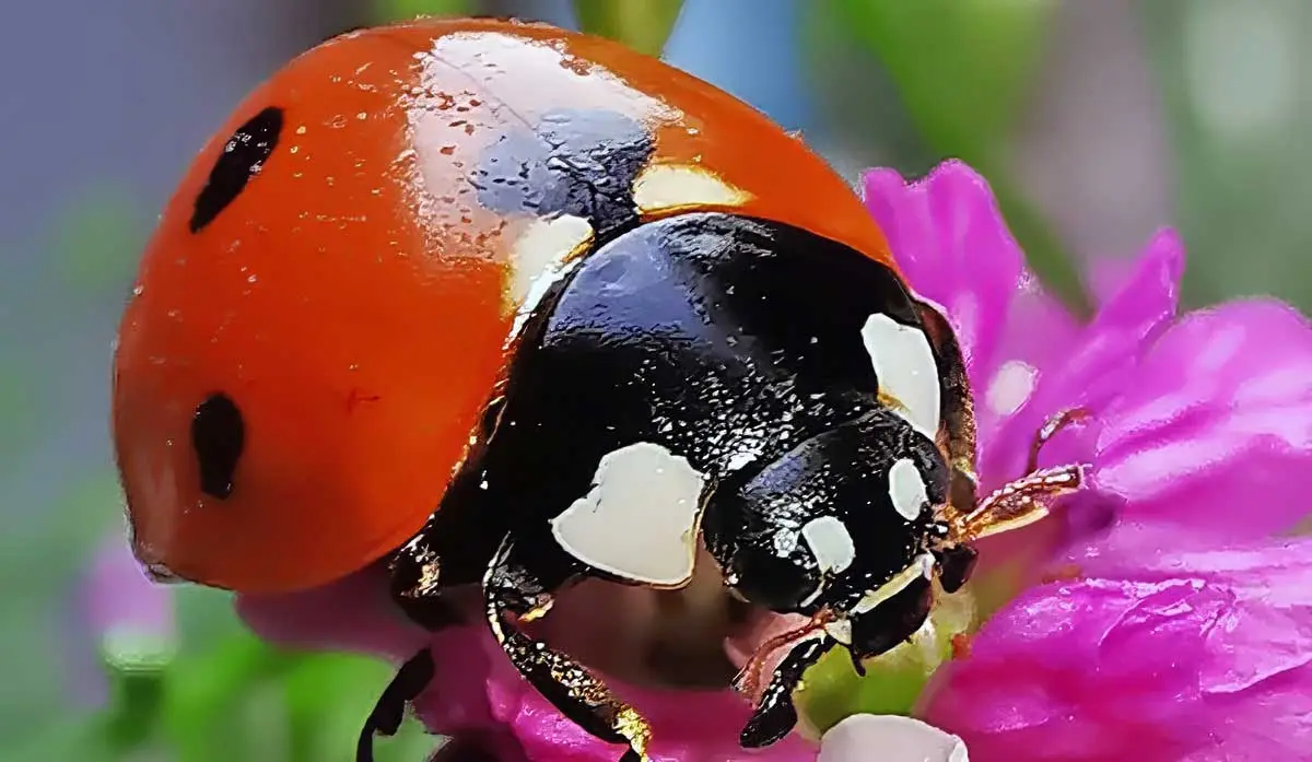 ladybug eating nectar from pink flower