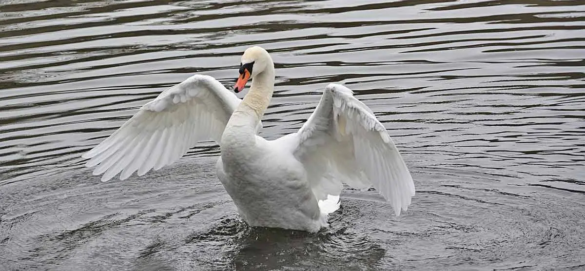 swan flaps its wings on the lake
