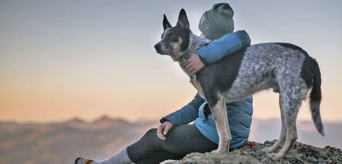 australian cattle dog with human