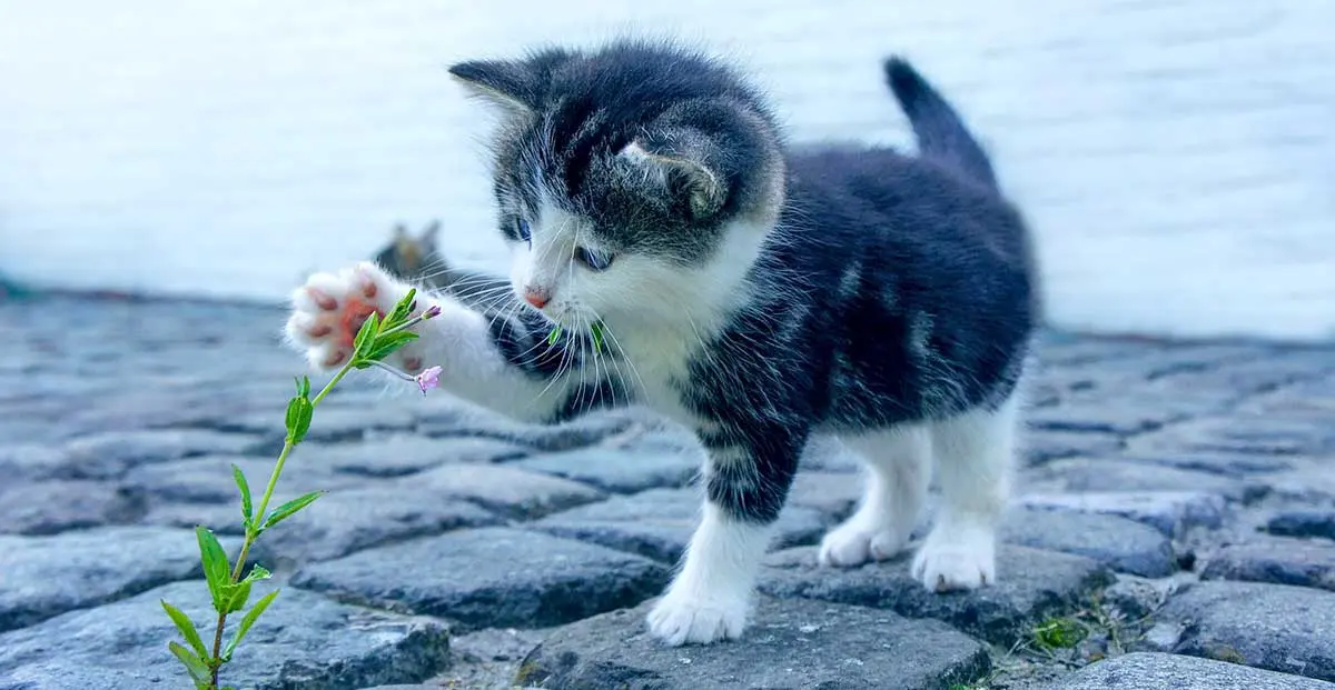 kitten playing with flower outside