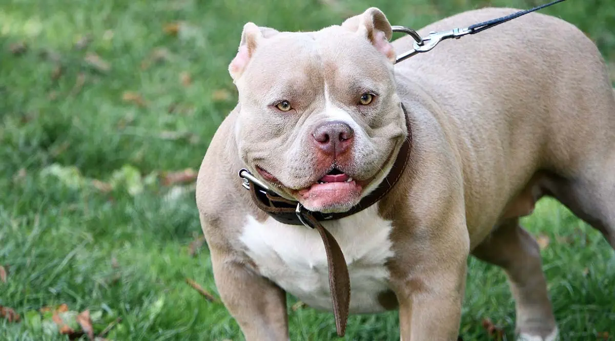 american bully standing with black lead