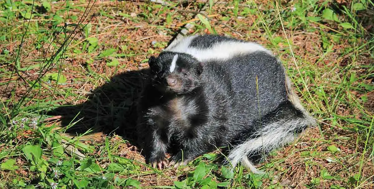 skunk standing on grass and sand