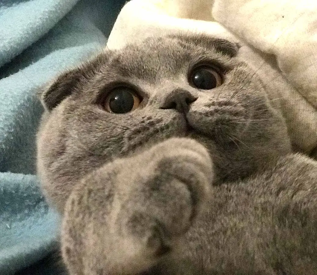 gray scottish fold cat