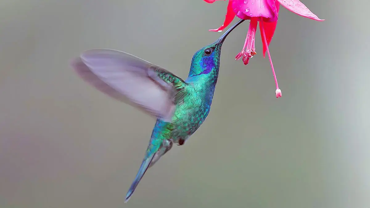 hummingbird in flight drinking nectar