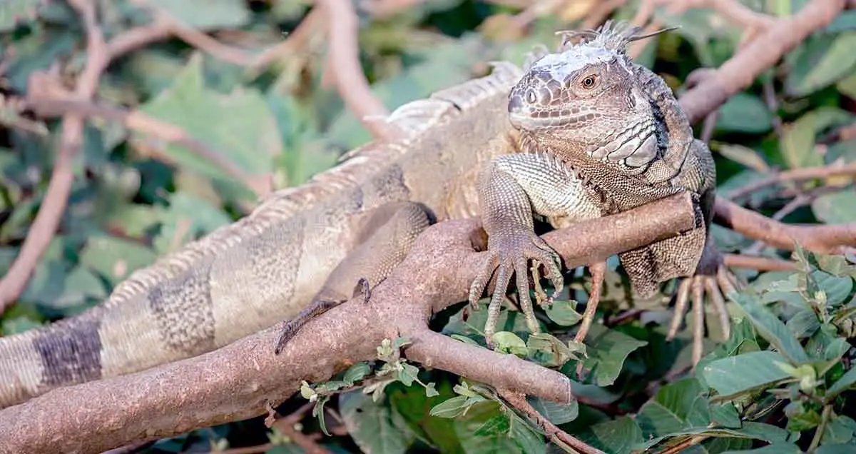 rainforest iguana