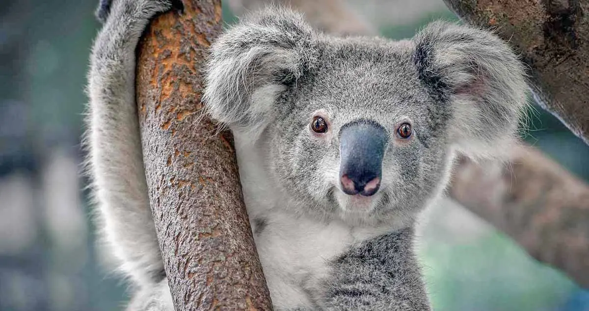 cute koala bear hanging in tree
