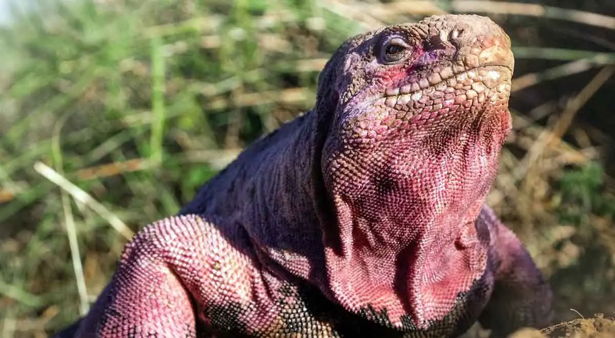galapagos pink iguana