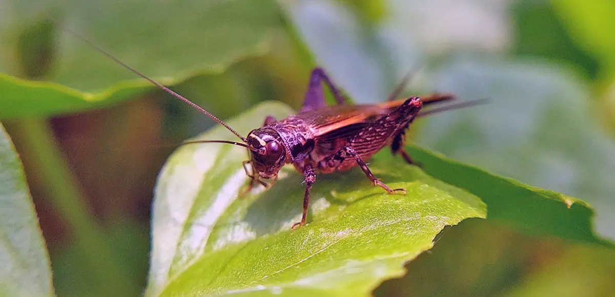 cute cricket on leaf up close