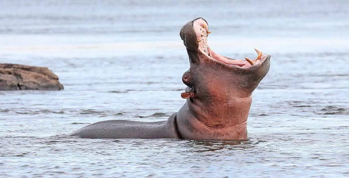 hippo yawning in water
