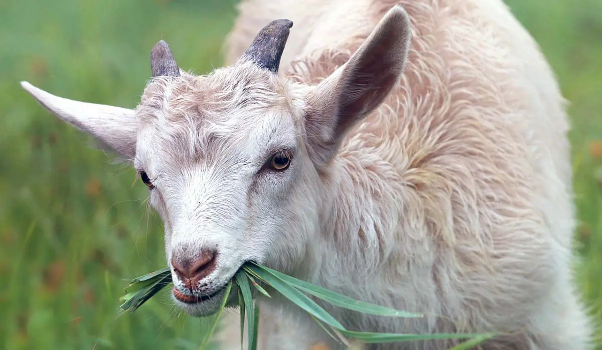 creamy goat eating grass