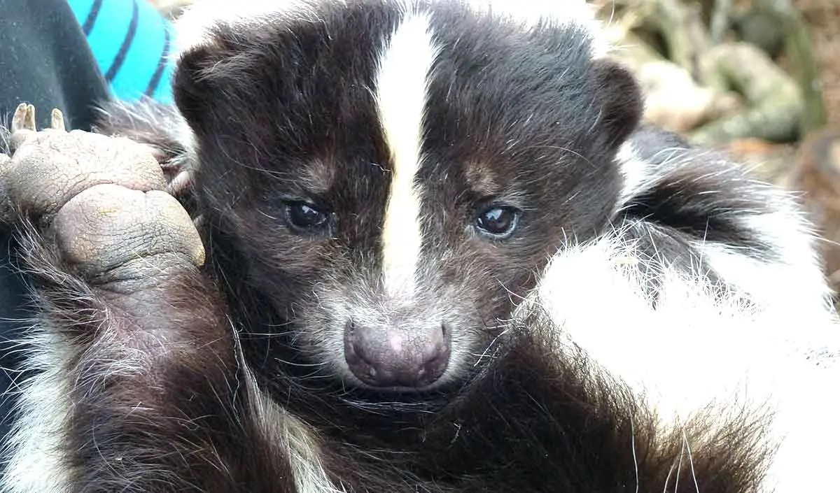 rescued skunk
