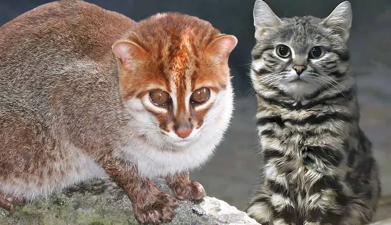smallest wild cats in the world