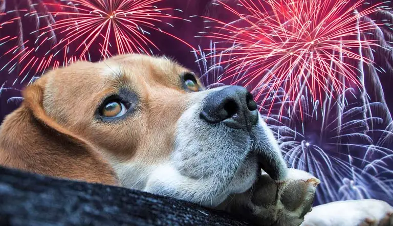 tips for calming your dog during fireworks