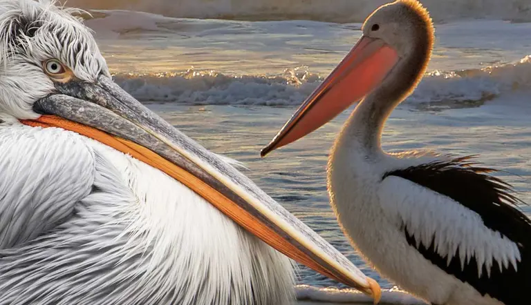 things you did not know about pelicans