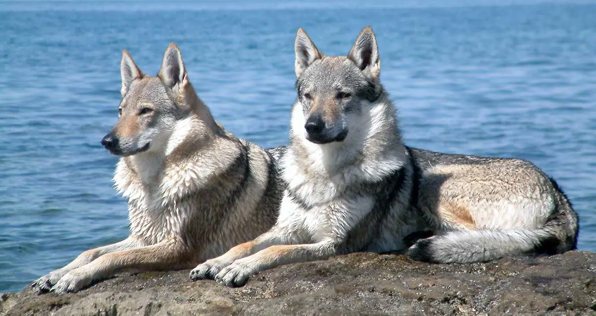 wolfdog wolf dog hybrid dog breed