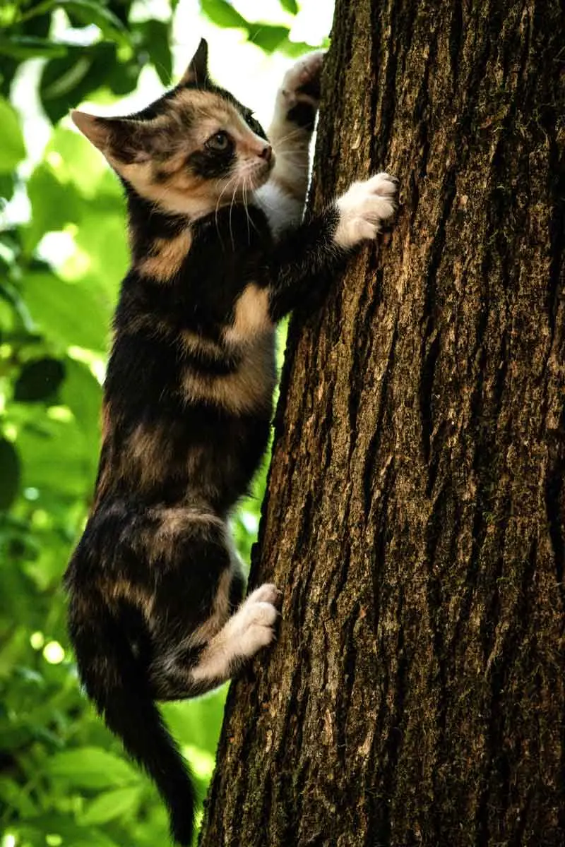 tortoise shell cat climbing tree