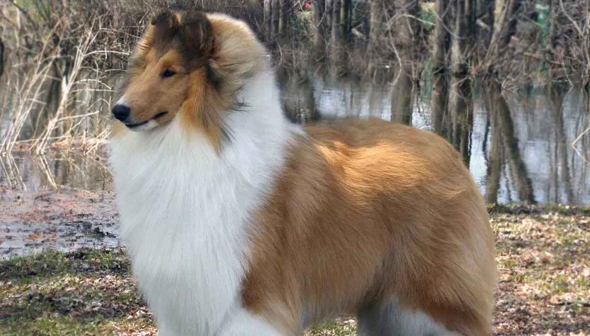 sable rough collie by water