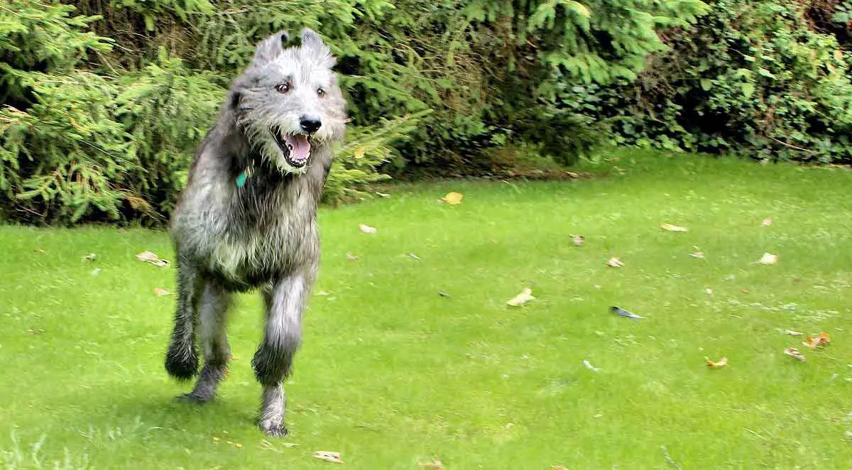 irish wolfhound running field