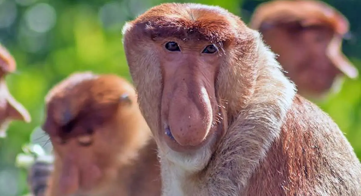 proboscis monkey group