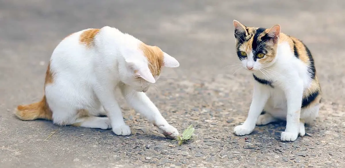 two cats playing with praying mantis