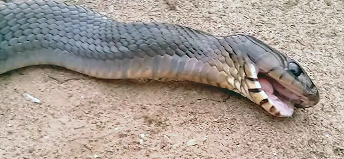 snake playing dead