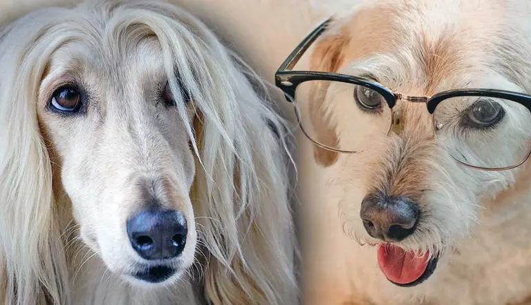 least intelligent dog breeds