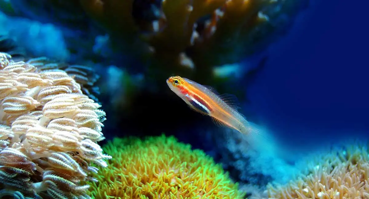 colorful fish ocean