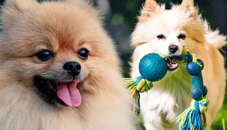 how much exercise does my pomeranian need