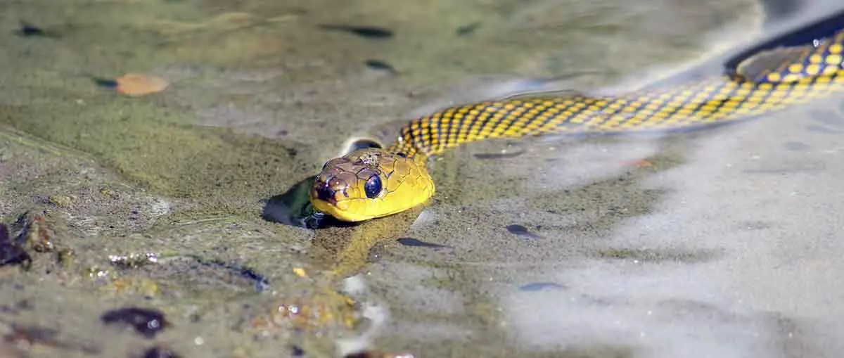 yellow sea snake swimming in water