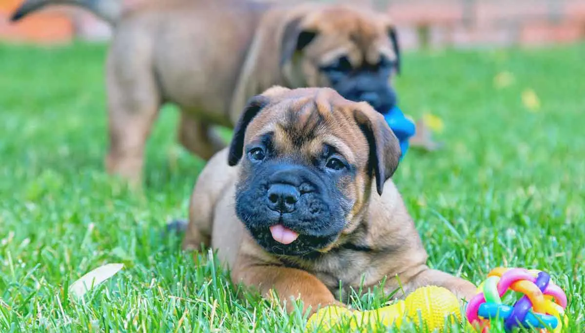 two bullmastiff puppies on grass with dog toys