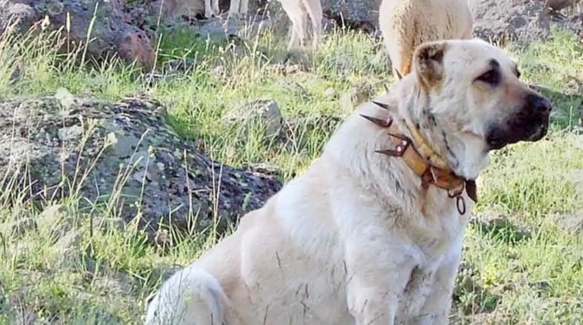 anatolian shepherd dog wearing wolf collar