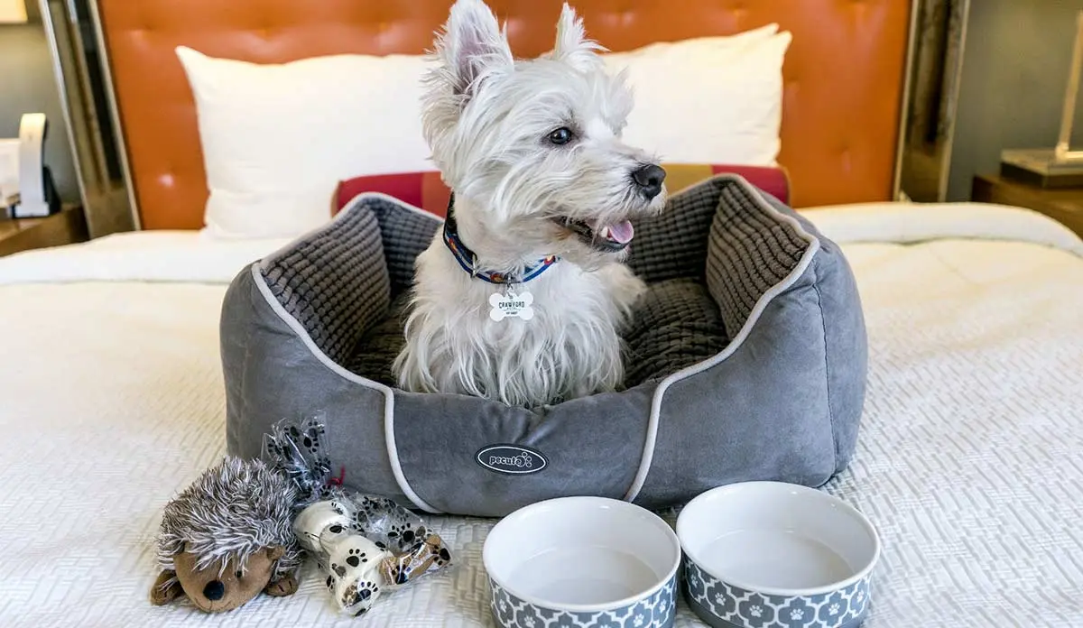 shaggy white dog gray bed bowls toys hotel room