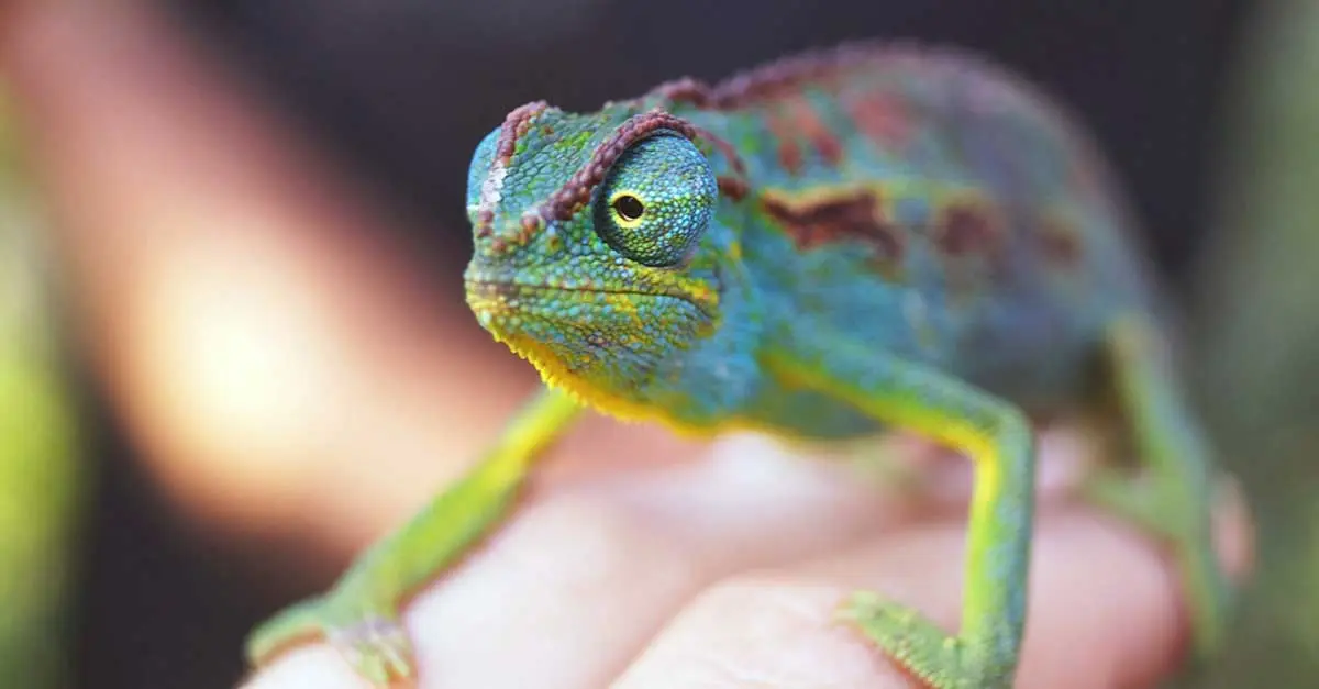 holding a panther chameleon