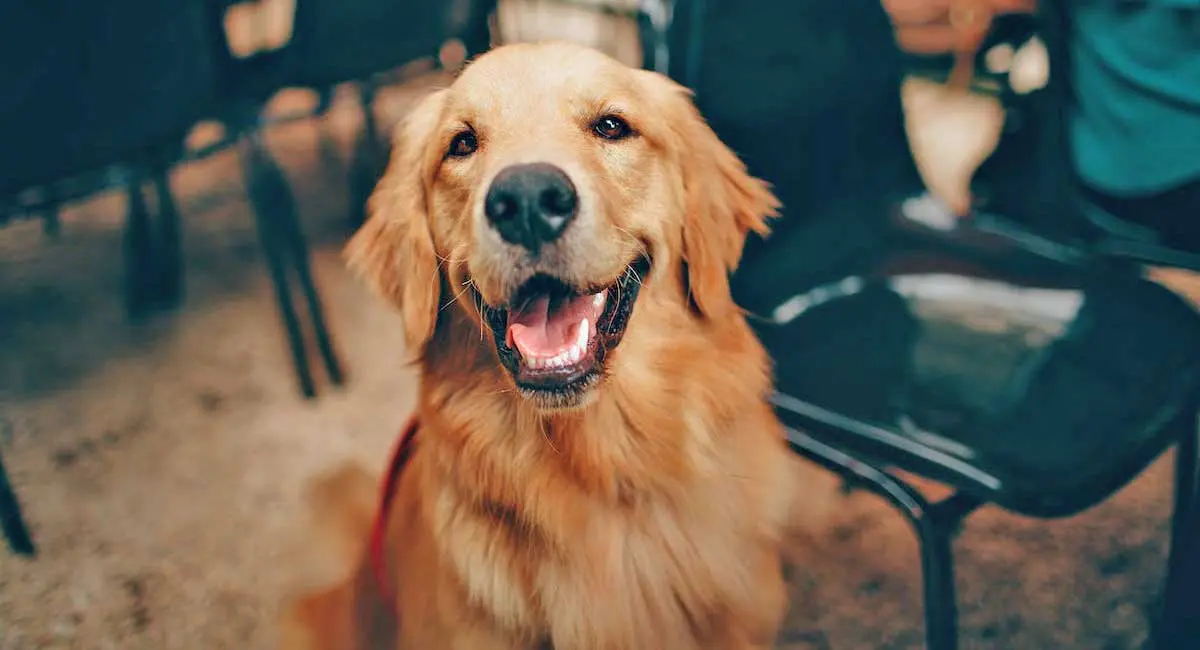 Golden Retriever Dog Panting and Sitting