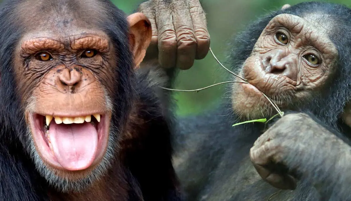 incredible facts chimpanzees
