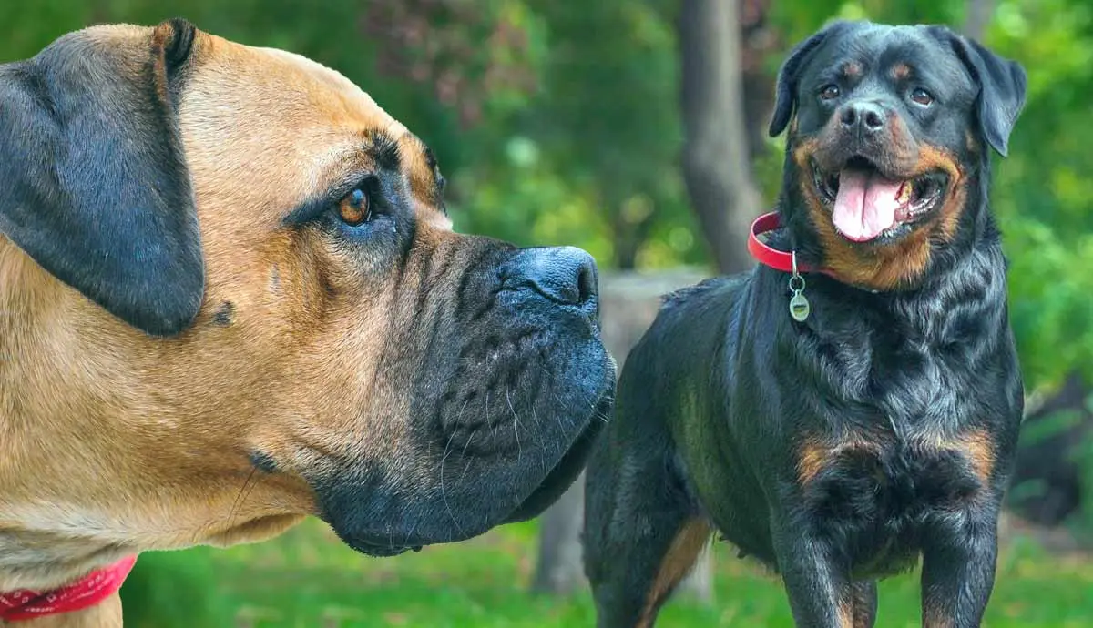 guardian dog breeds and what to know