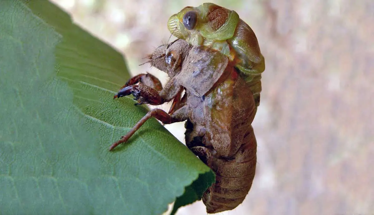 a bug molting up close