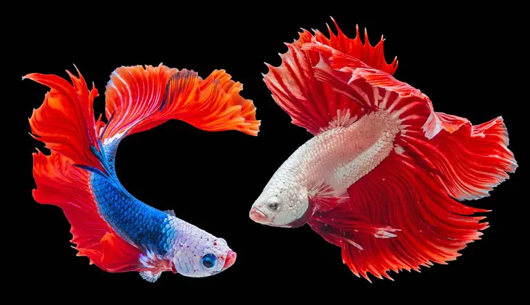 misconceptions about betta fish