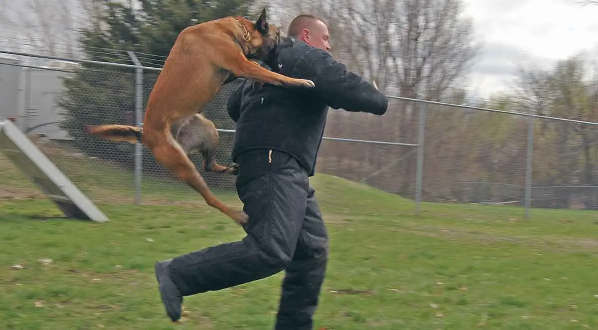Police dog attack