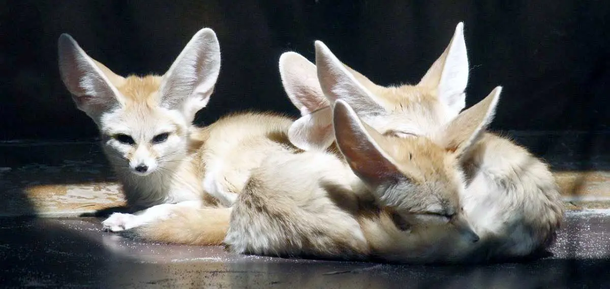 fennec fox group sleeps