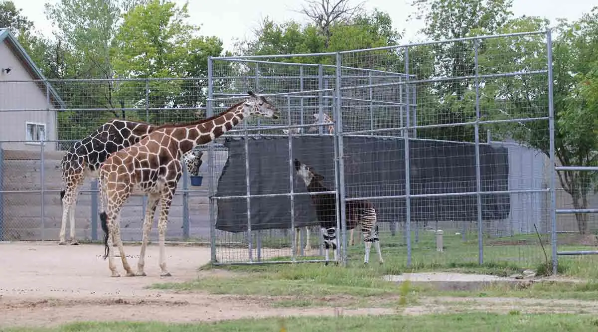 giraffes and okapi zoo exhibit